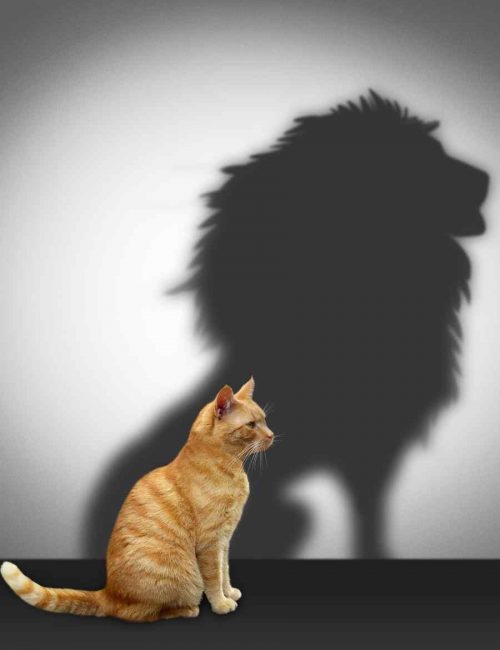 coaching de vida e carreira